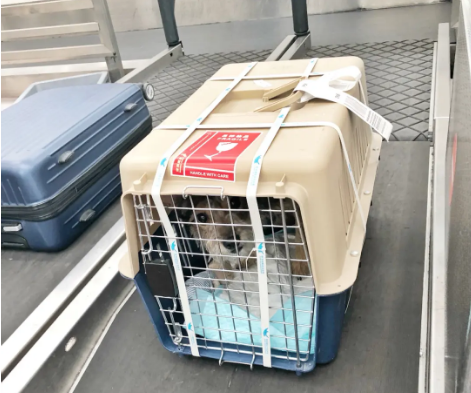 达州宠物托运 宠物托运公司 机场宠物托运 宠物空运